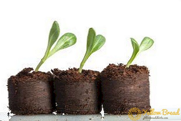 Como plantar mudas de pepino en potas e píldoras? Vantaxes e inconvenientes de tales envases, regras de plantación e coidado de plantas novas