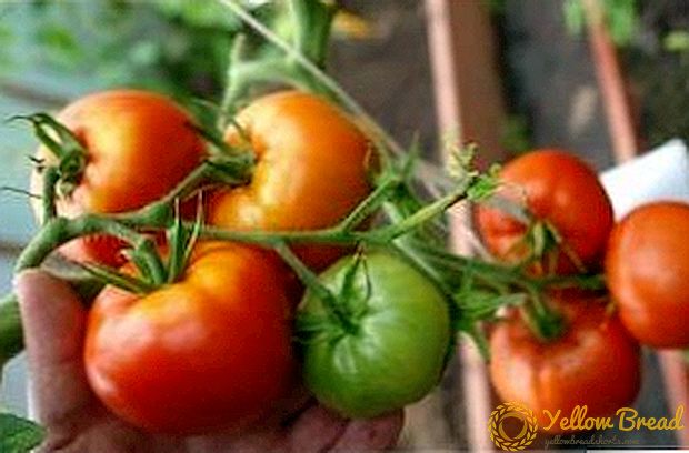 Overvloedige tomaat 