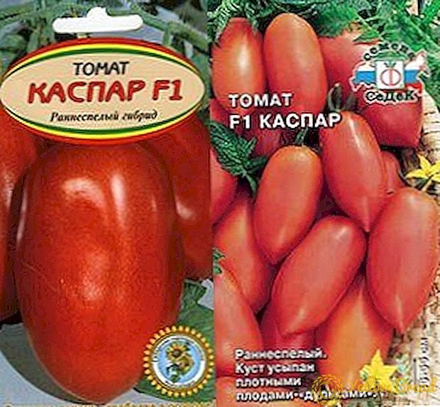 Најдобра сорта за конзервирање - опис и карактеристики на хибридниот домат 