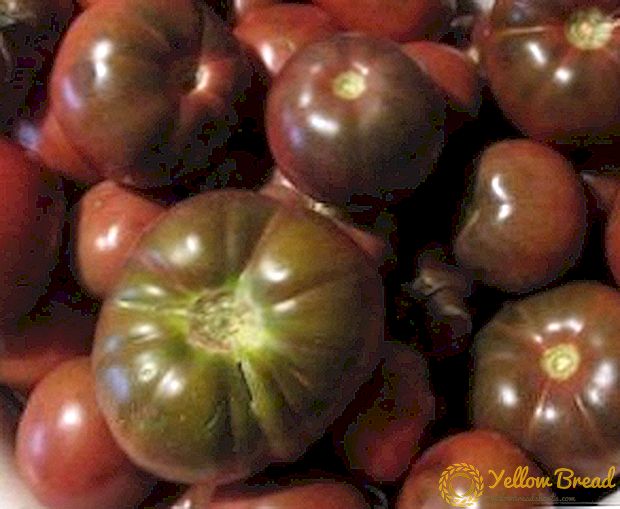 Tamno-voće paradajz 