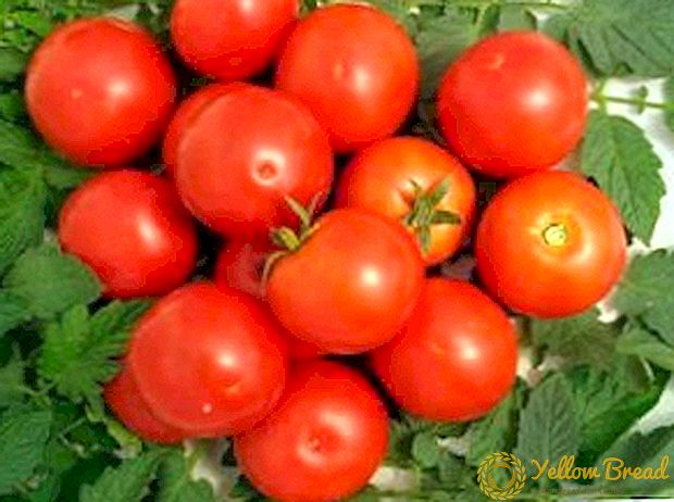 وصف الطماطم مثالية 