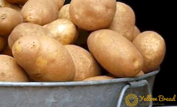 Keizerlijke aardappel 