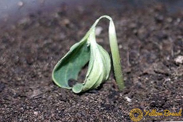 De viktigste årsakene til at pepperplanter dør etter spiring? Hva å gjøre hvis bladene blir gule og visne