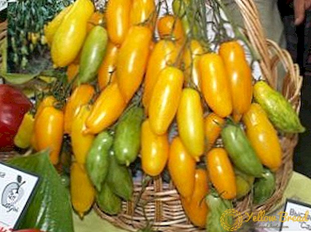 Ang pinaka-hindi pangkaraniwang sa pamilya Solanaceae - kamatis 