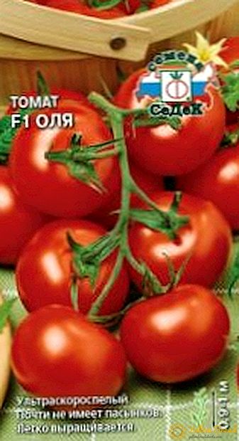 The novelty of the XXI century - tomato variety 