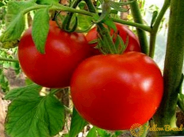 Unpretentious tomato 