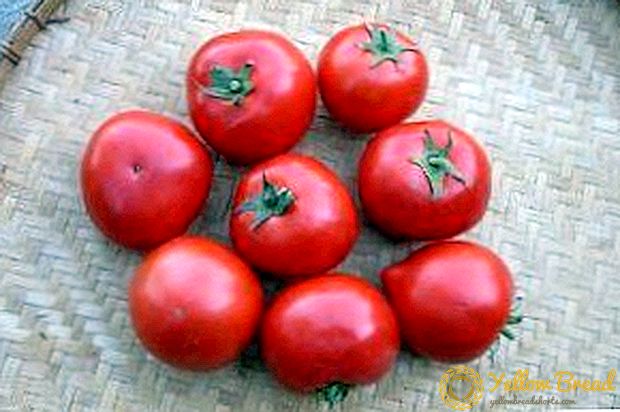 Thermofiele hybride en zijn foto - tomaat 