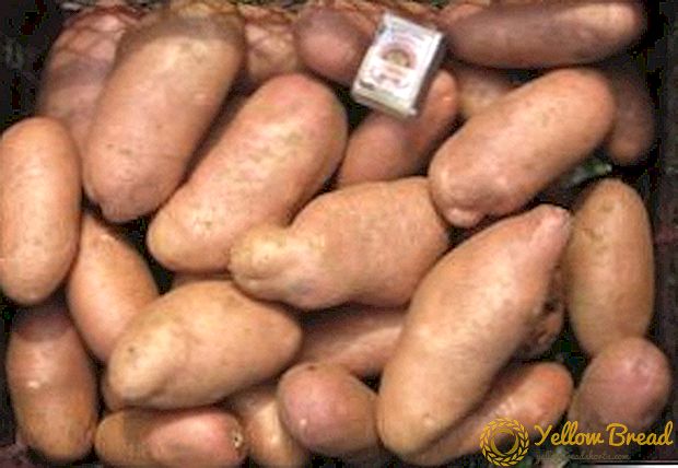Американско-тестиран компир: разновиден опис, фото, карактеризација