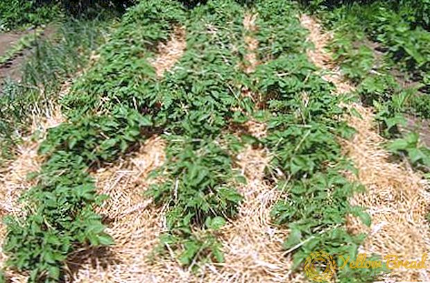 Tippek a tapasztalt kertészek: 2 módja a burgonya szalmából termeszteni