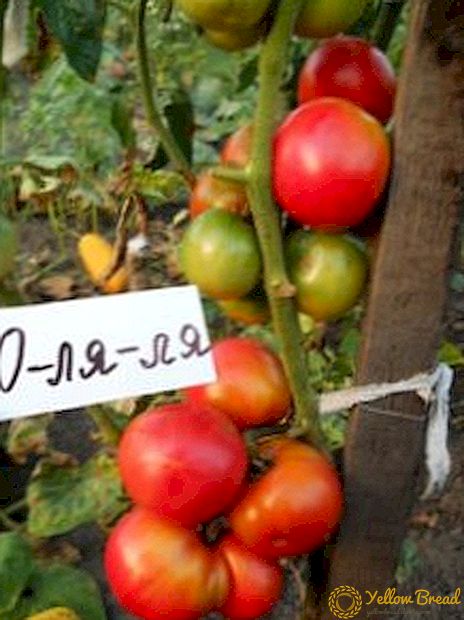 یہ اعلی پیداوار جنوبی ٹماٹر کی ایک قسم ہے 