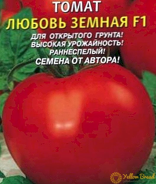 Ο ιδιοκτήτης της υψηλής εμπορικής ποιότητας - ποικιλία ντομάτας 