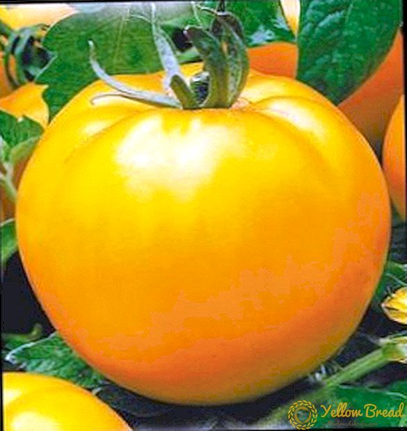 Tomat ekzotik - tomat 
