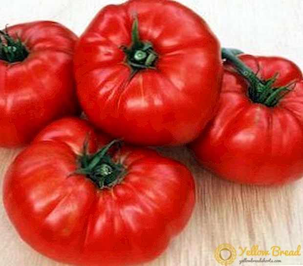 Büyükleri sevenler için domates - domates çeşidinin tanımı “Ayı Pençesi”