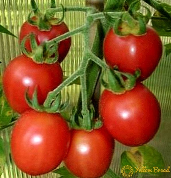 Tomaatti-lapsi kesän asukkaille ja kaupunkilaisille - kuvaus: erilaisten tomaattien 