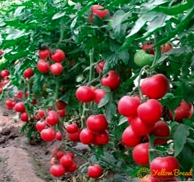 עגבניות עמידות למחלה 