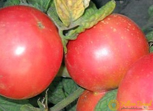 Разновидноста на домати 