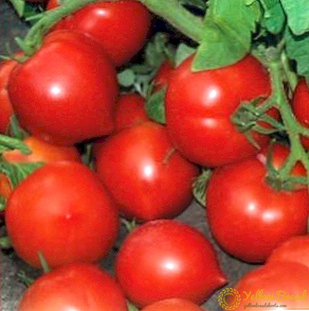 Tomat varyete 