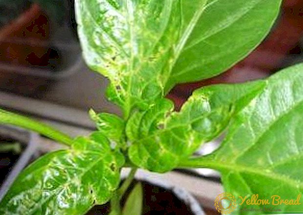 Hva skal jeg gjøre hvis en bladlukke dukket opp på pepperplanter: hvordan å kjempe, hva å behandle? I tillegg til andre skadedyr: edderkoppmider, thrips, slugs