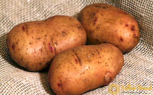 Tiras çift patates: çeşitli açıklama, fotoğraf, bakım taktikleri