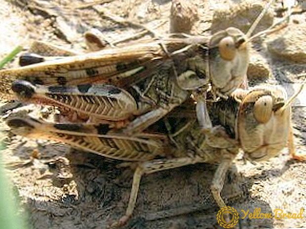 Rong tahap perkembangan locust: solitary utawa gregarious, proses breeding, ana pupa