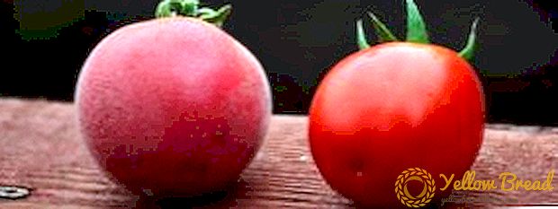 Ασυνήθιστη ποικιλία ντομάτας 