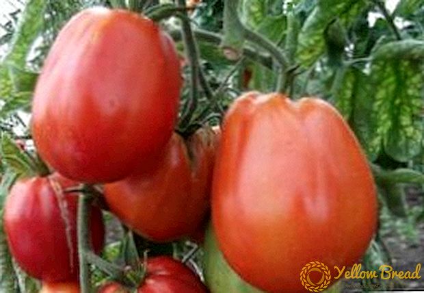 Ausgewählte Tomaten 