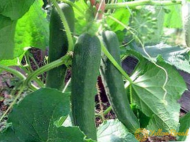 We will understand the varieties! When planting cucumbers zozulya, April, Chinese and other seedlings