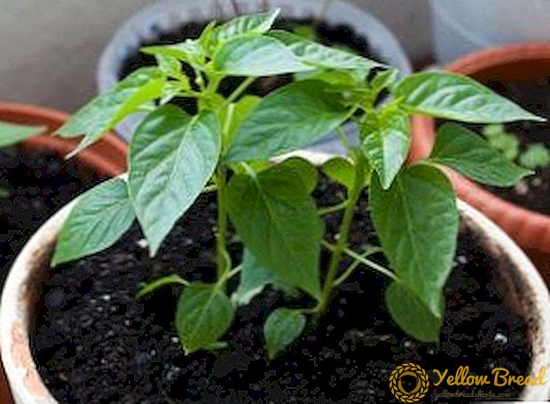 Korak po korak instrukcije za uzgoj sadnica paprike kod kuće: pravilno sadnje semena, brizi za mlade pacove, kako se učvrstiti i rasti dobre sadnice