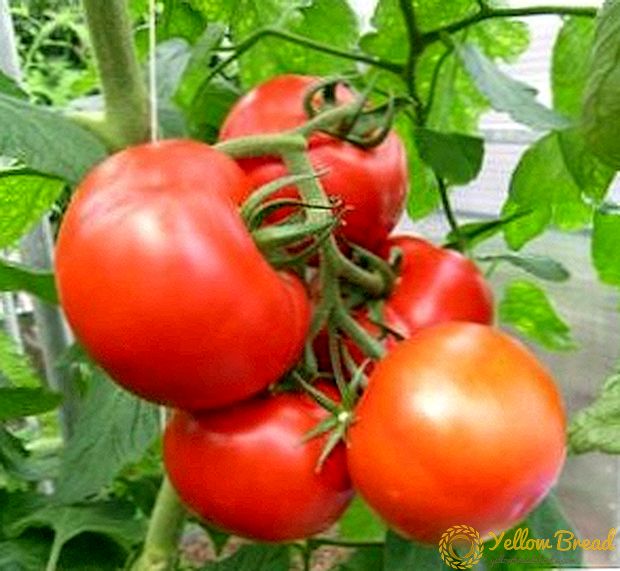 Универзален и плоден домат 