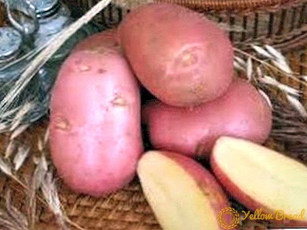 Evrensel patates 