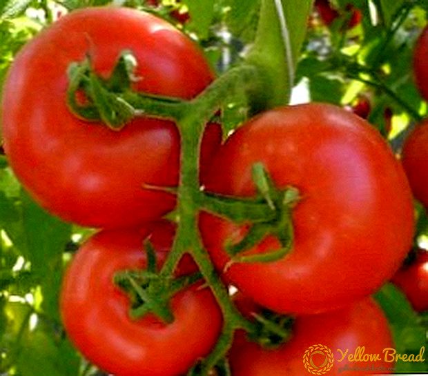 گوجه فرنگی جهانی 