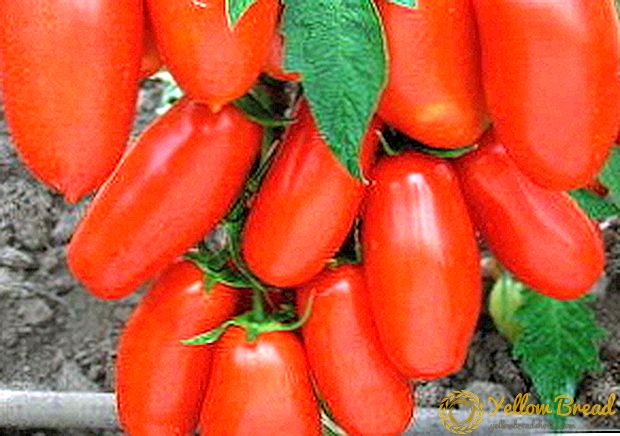 الطماطم 'الموز الأحمر': وصف للصنف ، والصور ، فضلا عن وصف وخصائص الفواكه ،  والمناطق النامية ، ومخطط الزراعة ، وإنتاج الطماطم > الحديقة