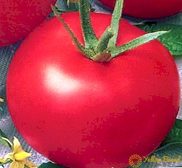 Unparalleled Tomato 