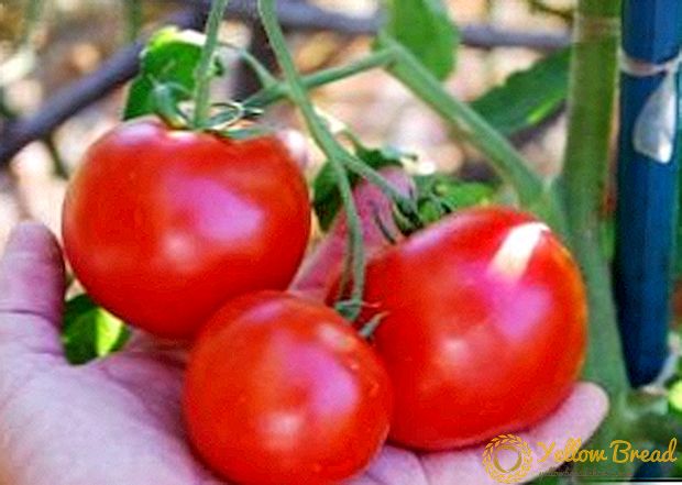 Minimale problemen met tomaat 