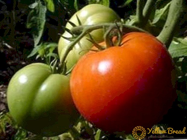 Sehr fruchtbare Tomate „Em Champion“: Beschreibung und Merkmale der Sorte, Tomatenertrag
