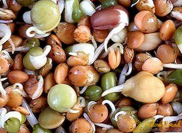 Sämtliche Stadien der Saatgutvorbereitung für die Aussaat: Pfeffer, Tomaten, ob Keuchen und Sprühen erforderlich ist, wie man sie durchführt
