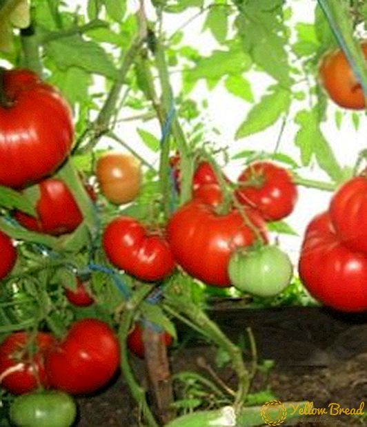 非現実的な利回りを望みますか？トマトの品種「バブシキノ」を選択：説明と写真