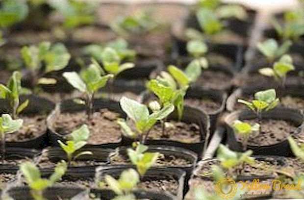 Vi växer upp äggplanter: landning på plantor, villkor för de första skotten, vård av unga plantor