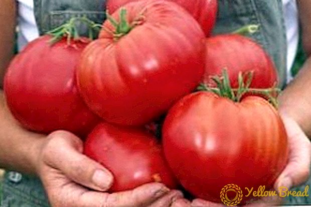 Nou grandi yon tomat ti towo bèf-fwon: deskripsyon varyete, foto, rekòmandasyon yo