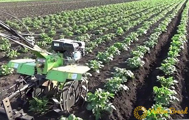 Apa yang Anda ketahui tentang membajak kentang dengan traktor berjalan? Kami tahu semua tentang itu!