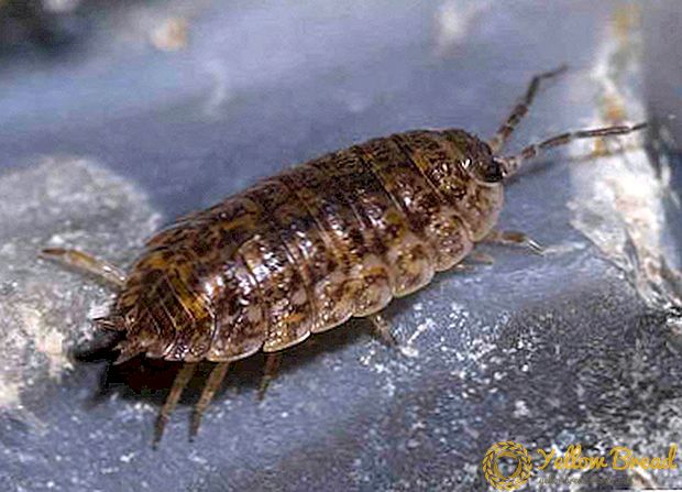 What is a wood louse and what does the insect look like in the photo?