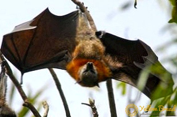 أين يعيش جمال الطيران أو الخفافيش؟