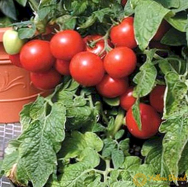 Høyt utbytte med tomat 