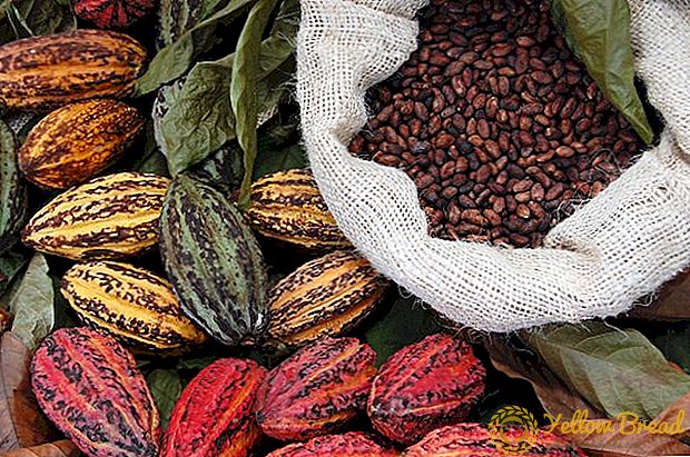 Kakaobohnen begannen auf dem Weltmarkt zu fallen