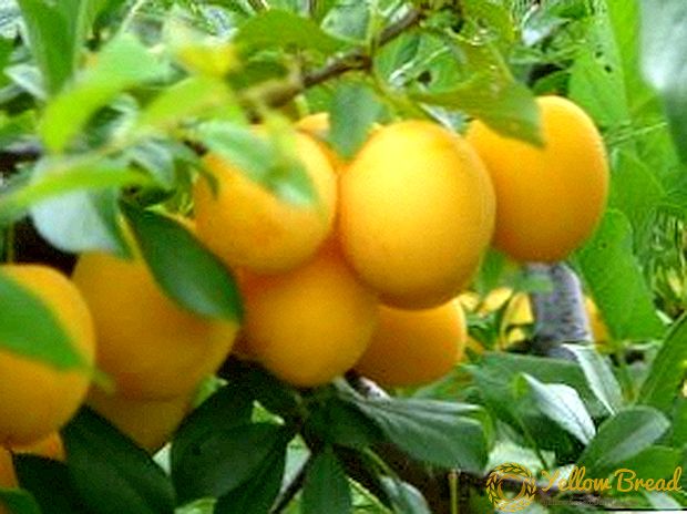 Yellow plum. The best varieties. Care and landing
