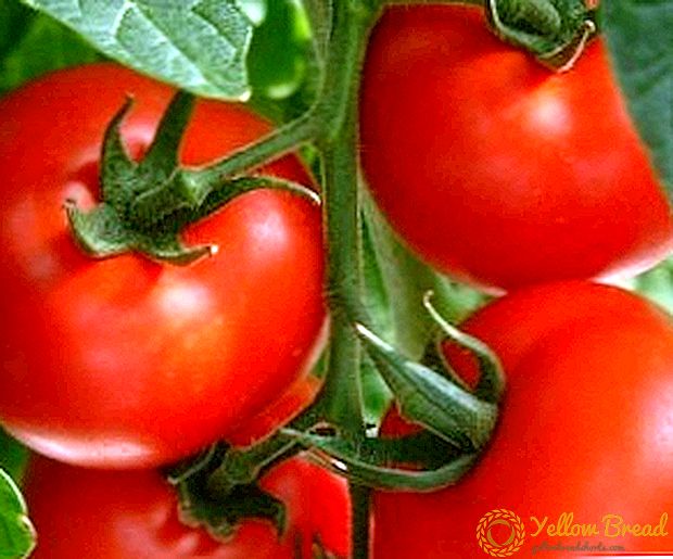 Vienkārši un vienkārši: tomāti Urālā
