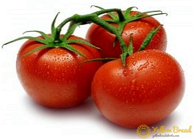 De bedste sorter af tomater til Sibirien
