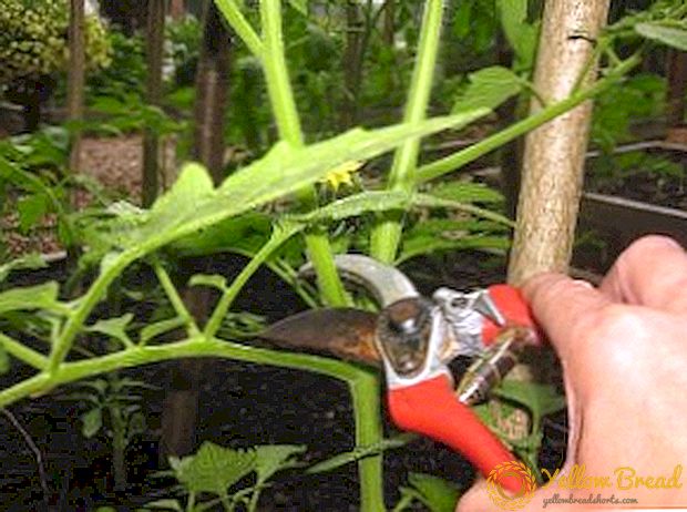 Miten siemenet tomaatteja kasvihuoneessa, ja miksi se pitäisi tehdä
