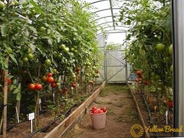 الطماطم في الدفيئة - من السهل! VIDEO