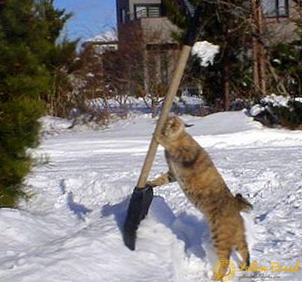How to choose a snow shovel: tips and tricks